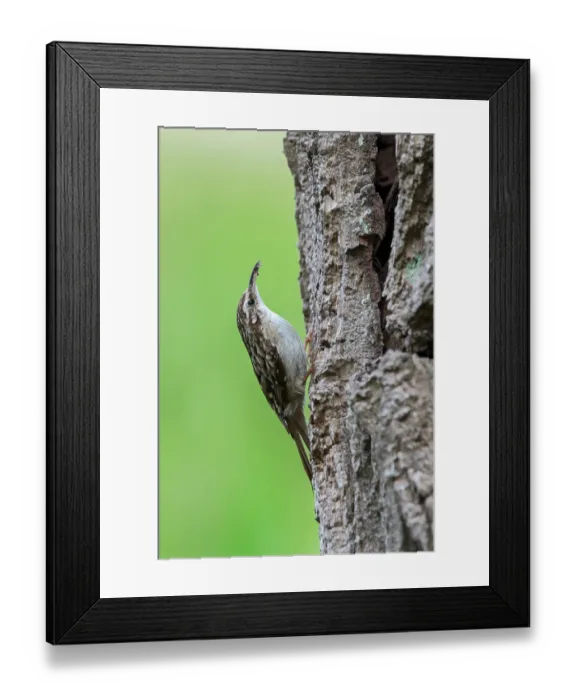 Framed Print : Short-toed treecreeper (Certhia brachydactyla) foraging for invertebrates on bark of tree trunk in forest, Flanders, Belgium. May