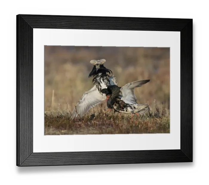 Framed Print : Two Ruffs (Calidris pugnax) male, fighting at lek, Pokka, Finland, Lapland. May Framed Print : Two Ruffs (Calidris pugnax) male, fighting at lek, Pokka, Finland, Lapland. May