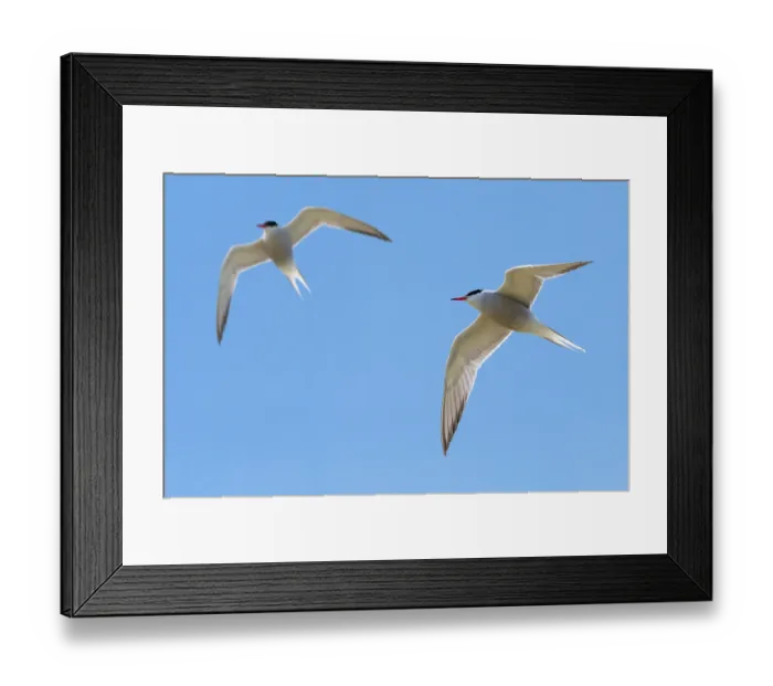 Framed Print : Two Common terns (Sterna hirundo) in breeding plumage in flight against blue sky, Zeeland, Netherlands. May