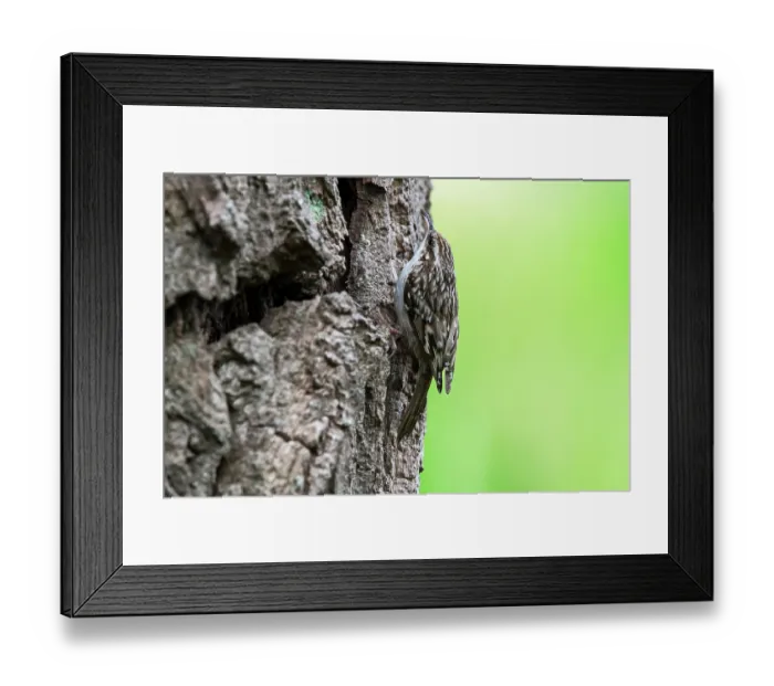 Framed Print : Short-toed treecreeper (Certhia brachydactyla) foraging for invertebrates on bark of tree trunk in forest, Flanders, Belgium. May Framed Print : Short-toed treecreeper (Certhia brachydactyla) foraging for invertebrates on bark of tree trunk in forest, Flanders, Belgium. May