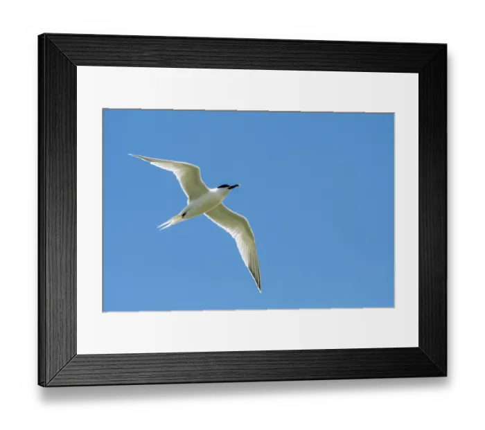 Framed Print : Sandwich tern (Thalasseus sandvicensis) in breeding plumage in flight against blue sky, Zeeland, Netherlands. May Framed Print : Sandwich tern (Thalasseus sandvicensis) in breeding plumage in flight against blue sky, Zeeland, Netherlands. May