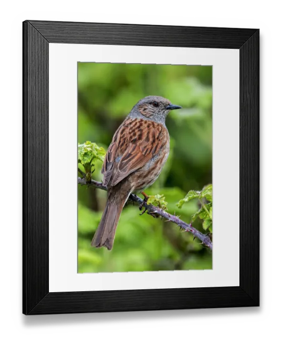 Framed Print : Dunnock (Prunella modularis) perched in thorny Blackberry bush in spring, Flanders, Belgium. May Framed Print : Dunnock (Prunella modularis) perched in thorny Blackberry bush in spring, Flanders, Belgium. May