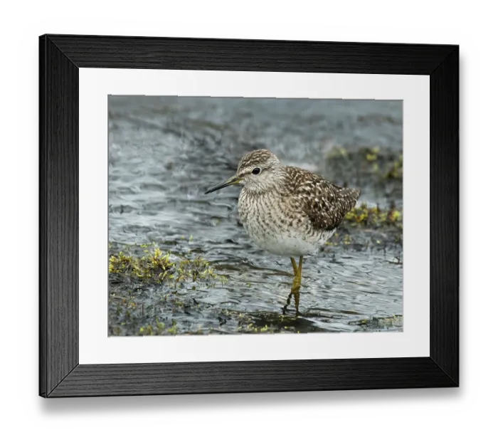 Framed Print : Wood sandpiper (Tringa glareola) male, wading at the edge of stream, Karigasniemi, Lapland, Finland. May Framed Print : Wood sandpiper (Tringa glareola) male, wading at the edge of stream, Karigasniemi, Lapland, Finland. May