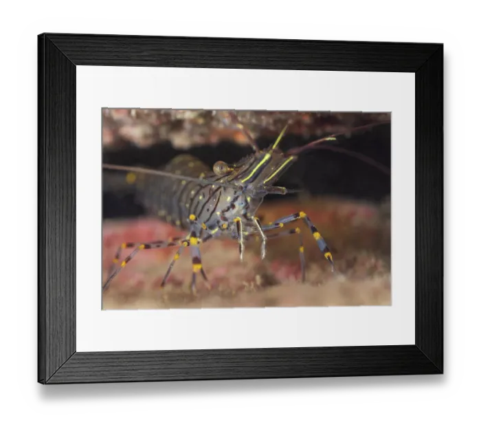 Framed Print : Common prawn (Palaemon serratus) sheltering under rocky overhang, Lizard Peninsula, Cornwall, UK, Atlantic Ocean Framed Print : Common prawn (Palaemon serratus) sheltering under rocky overhang, Lizard Peninsula, Cornwall, UK, Atlantic Ocean