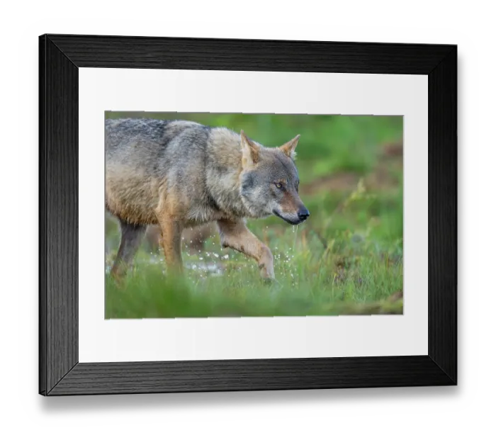 Framed Print : Eurasian wolf (Canis lupus) walking over marshy ground, Kuikka camp, Kuhmo, Finland. August Framed Print : Eurasian wolf (Canis lupus) walking over marshy ground, Kuikka camp, Kuhmo, Finland. August