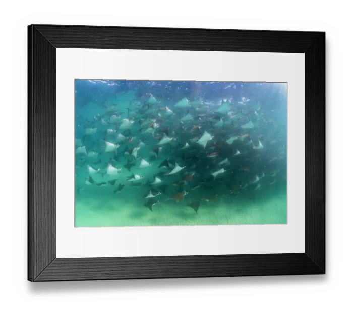 Framed Print : Munk's devil rays (Mobula munkiana) large shoal aggregating underwater, La Ventana, Baja California, Mexico, Sea of Cortez Framed Print : Munk's devil rays (Mobula munkiana) large shoal aggregating underwater, La Ventana, Baja California, Mexico, Sea of Cortez