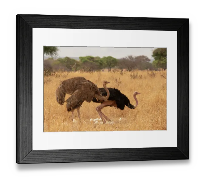 Framed Print : Masai ostriches (Struthio camelus massaicus) pair at nest, incubation changeover, male to female, Tarangire National Park Tanzania Framed Print : Masai ostriches (Struthio camelus massaicus) pair at nest, incubation changeover, male to female, Tarangire National Park Tanzania