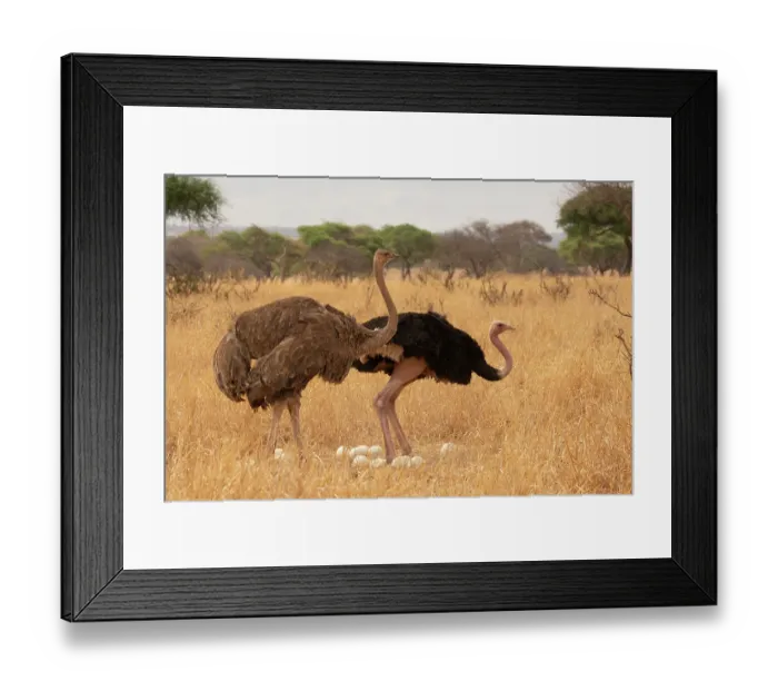 Framed Print : Masai ostriches (Struthio camelus massaicus) pair at nest, incubation changeover, male to female, Tarangire National Park Tanzania Framed Print : Masai ostriches (Struthio camelus massaicus) pair at nest, incubation changeover, male to female, Tarangire National Park Tanzania