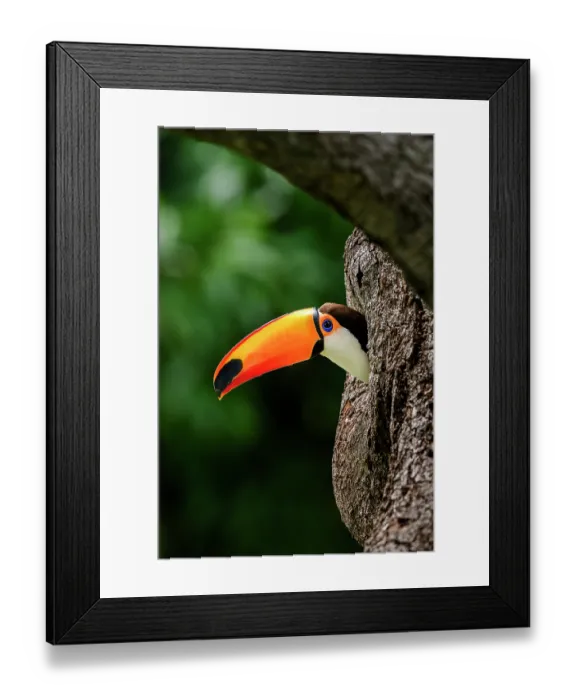 Framed Print : Toco toucan (Ramphastos toco) peering out of nest hole, Refugio Ecologico Caiman, Mato Grosso do Sul, Pantanal, Brazil Framed Print : Toco toucan (Ramphastos toco) peering out of nest hole, Refugio Ecologico Caiman, Mato Grosso do Sul, Pantanal, Brazil