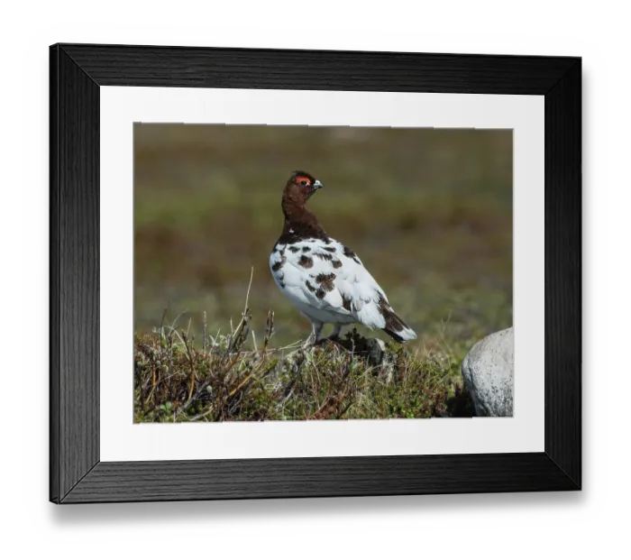 Framed Print : Willow grouse (Lagopus lagopus) male in winter plumage, standing on a vegetated mound in a tundra habitat, Varanger fjells, Finnmark, Norway. May Framed Print : Willow grouse (Lagopus lagopus) male in winter plumage, standing on a vegetated mound in a tundra habitat, Varanger fjells, Finnmark, Norway. May