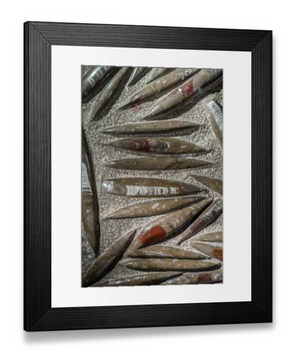 Framed Print : Orthoceras / Orthoceratites fossils in rock, genus of extinct nautiloid cephalopods. May, 2023 Framed Print : Orthoceras / Orthoceratites fossils in rock, genus of extinct nautiloid cephalopods. May, 2023