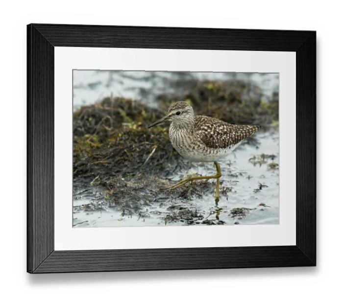 Framed Print : Wood sandpiper (Tringa glareola) male, wading at the edge of stream, Karigasniemi, Lapland, Finland. May Framed Print : Wood sandpiper (Tringa glareola) male, wading at the edge of stream, Karigasniemi, Lapland, Finland. May