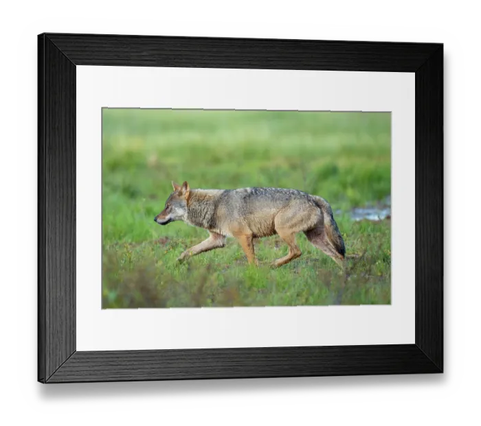 Framed Print : Eurasian wolf (Canis lupus) walking over marshy ground, Kuikka camp, Kuhmo, Finland. August Framed Print : Eurasian wolf (Canis lupus) walking over marshy ground, Kuikka camp, Kuhmo, Finland. August