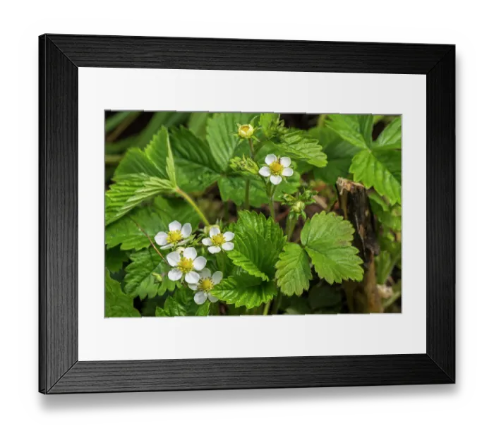 Framed Print : Wild strawberries (Fragaria vesca) in flower in forest in spring, Flanders, Belgium. May Framed Print : Wild strawberries (Fragaria vesca) in flower in forest in spring, Flanders, Belgium. May