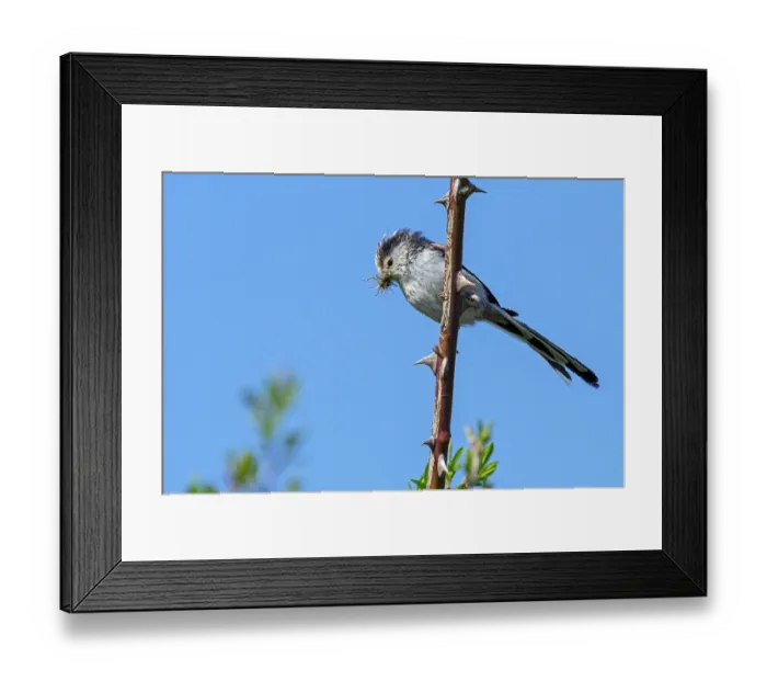 Framed Print : Long-tailed tit (Aegithalos caudatus) perched in thornbush with insect prey in beak, Flanders, Belgium. May Framed Print : Long-tailed tit (Aegithalos caudatus) perched in thornbush with insect prey in beak, Flanders, Belgium. May