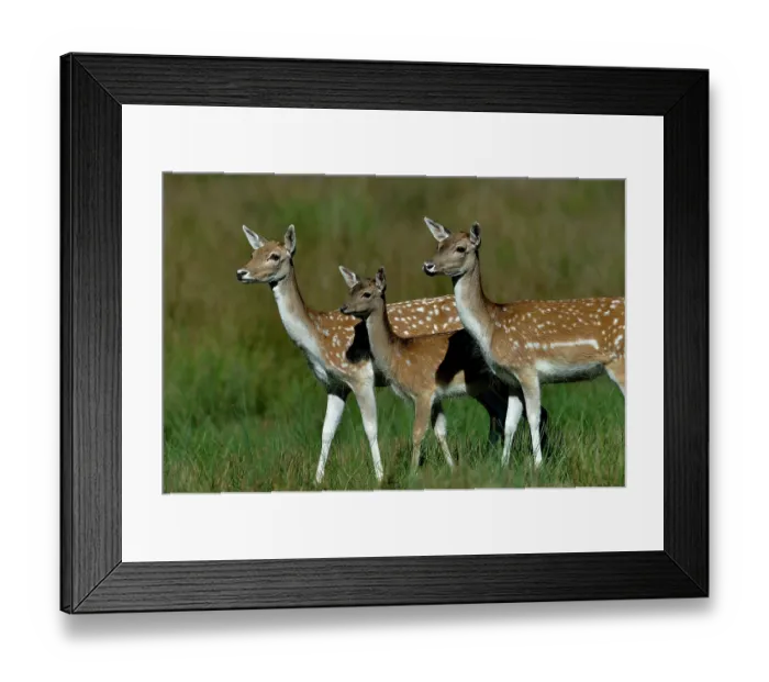 Framed Print : Two European fallow deer (Dama dama) females with fawn, portrait, Yonne, France. September Framed Print : Two European fallow deer (Dama dama) females with fawn, portrait, Yonne, France. September