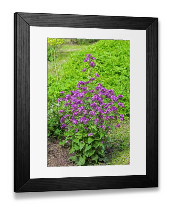Framed Print : Annual honesty (Lunaria annua) in flower in wildflower garden in spring, Flanders, Belgium. May Framed Print : Annual honesty (Lunaria annua) in flower in wildflower garden in spring, Flanders, Belgium. May