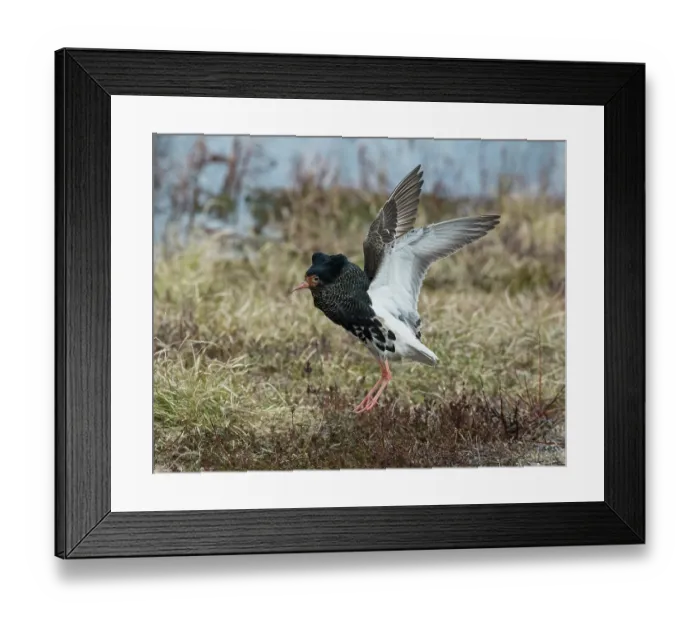 Framed Print : Ruff (Calidris pugnax) male, performing helicopter courtship display at lek, Pokka, Finland, Lapland. May Framed Print : Ruff (Calidris pugnax) male, performing helicopter courtship display at lek, Pokka, Finland, Lapland. May