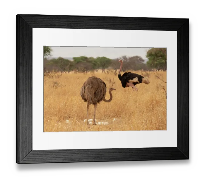 Framed Print : Masai ostriches (Struthio camelus massaicus) pair at nest, incubation changeover, male to female, Tarangire National Park Tanzania Framed Print : Masai ostriches (Struthio camelus massaicus) pair at nest, incubation changeover, male to female, Tarangire National Park Tanzania
