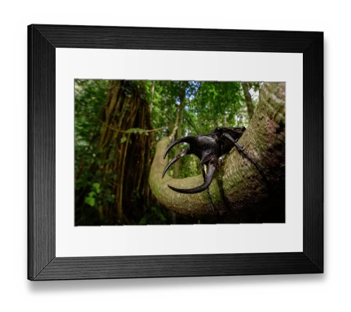 Framed Print : Adult male three-horned rhinoceros beetle (Chalcosoma moellenkampi) in rainforest understory. Danum Valley, Sabah, Borneo Framed Print : Adult male three-horned rhinoceros beetle (Chalcosoma moellenkampi) in rainforest understory. Danum Valley, Sabah, Borneo