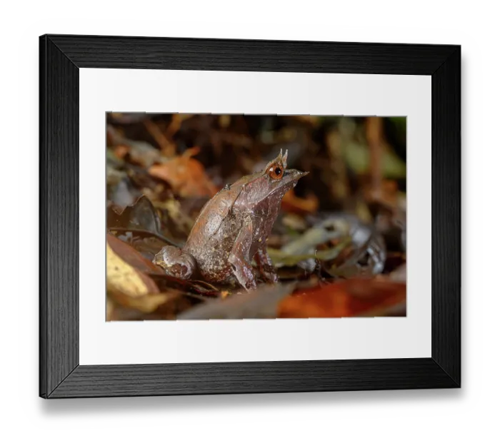Framed Print : Bornean horned frog (Megophrys nasuta) male, resting in leaf litter on rainforest floor, Danum Valley, Sabah, Borneo Framed Print : Bornean horned frog (Megophrys nasuta) male, resting in leaf litter on rainforest floor, Danum Valley, Sabah, Borneo
