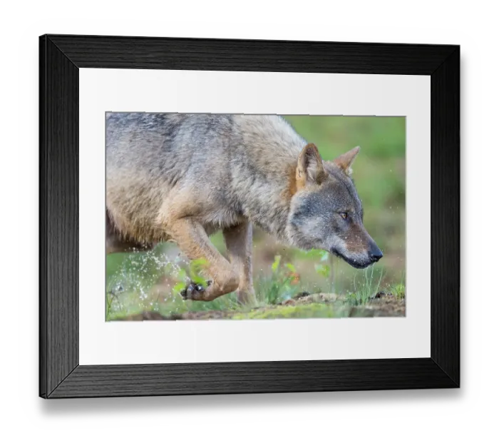 Framed Print : Eurasian wolf (Canis lupus) prowling, Kuikka camp, Kuhmo, Finland. August Framed Print : Eurasian wolf (Canis lupus) prowling, Kuikka camp, Kuhmo, Finland. August