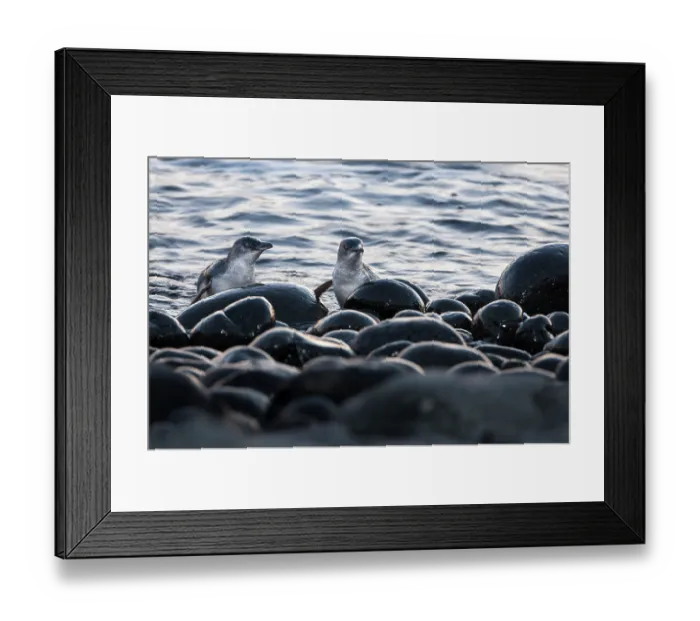 Framed Print : Two Fairy penguins (Eudyptula minor) coming ashore after dusk to reach breeding site, Phillip Island Nature Park, Victoria, Australia Framed Print : Two Fairy penguins (Eudyptula minor) coming ashore after dusk to reach breeding site, Phillip Island Nature Park, Victoria, Australia