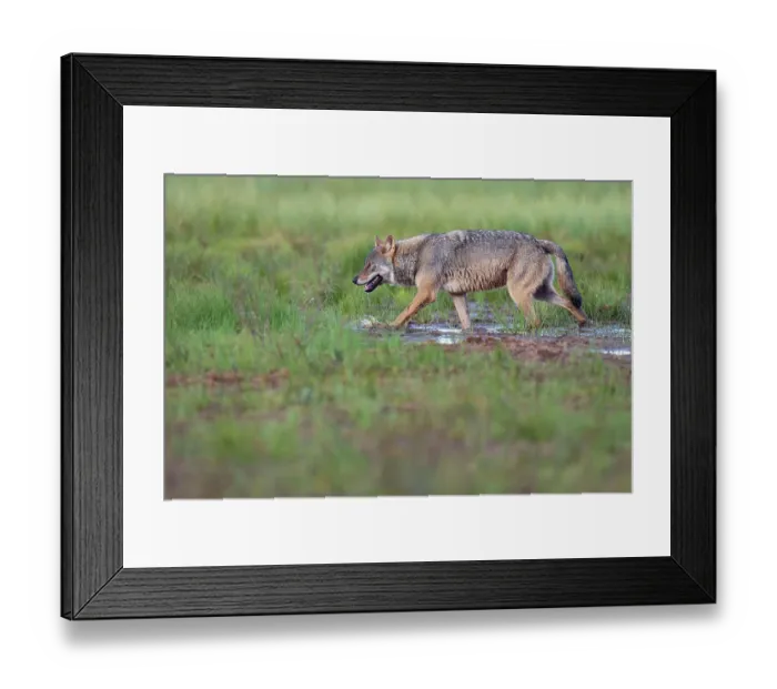 Framed Print : Eurasian wolf (Canis lupus) walking over marshy ground, Kuikka camp, Kuhmo, Finland. August Framed Print : Eurasian wolf (Canis lupus) walking over marshy ground, Kuikka camp, Kuhmo, Finland. August