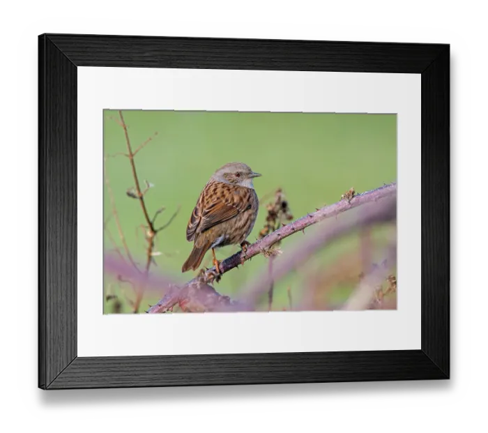 Framed Print : Dunnock (Prunella modularis) perched in thorny Blackberry bush, Flanders, Belgium. February