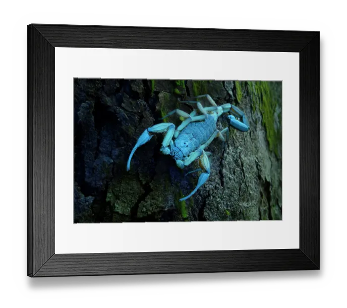 Framed Print : Scorpion (Scorpiones) active at night on tree trunk, illuminated with UV light, Osa Peninsula, Pacific slope, Costa Rica Framed Print : Scorpion (Scorpiones) active at night on tree trunk, illuminated with UV light, Osa Peninsula, Pacific slope, Costa Rica