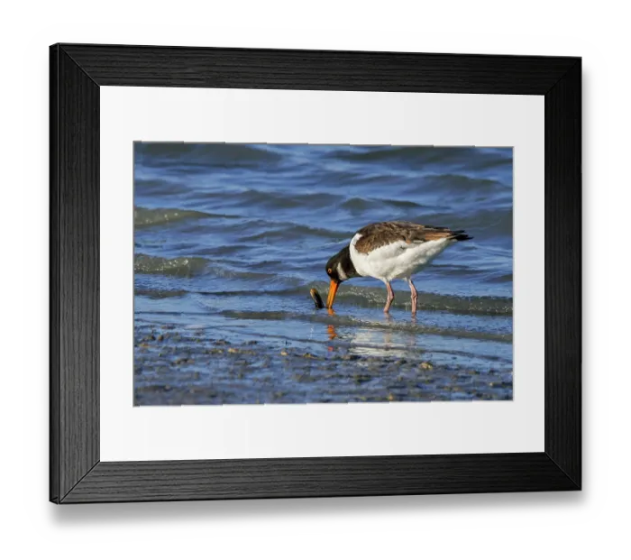 Framed Print : Common pied oystercatcher (Haematopus ostralegus) cleaning Razor clam (Ensis sp.) prey in the water in saltmarsh, Zeeland, Netherlands. March