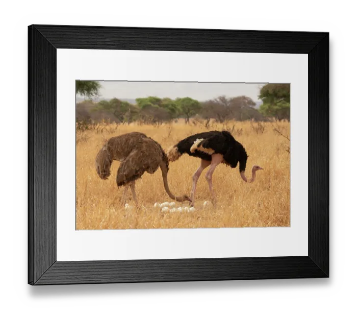 Framed Print : Masai ostriches (Struthio camelus massaicus) pair at nest, incubation changeover, male to female, Tarangire National Park Tanzania