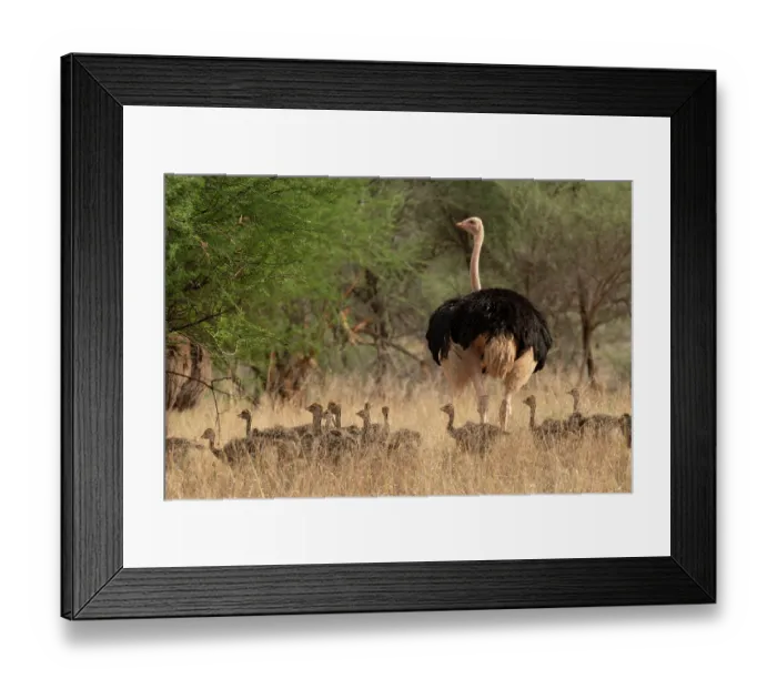 Framed Print : Masai ostrich (Struthio camelus massaicus) male with chicks walking through long grass, Tarangire National Park, Tanzania Framed Print : Masai ostrich (Struthio camelus massaicus) male with chicks walking through long grass, Tarangire National Park, Tanzania