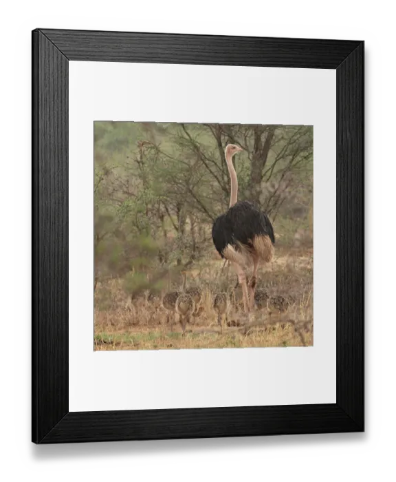 Framed Print : Masai ostrich (Struthio camelus massaicus) male with chicks in the rain, Tarangire National Park, Tanzania Framed Print : Masai ostrich (Struthio camelus massaicus) male with chicks in the rain, Tarangire National Park, Tanzania