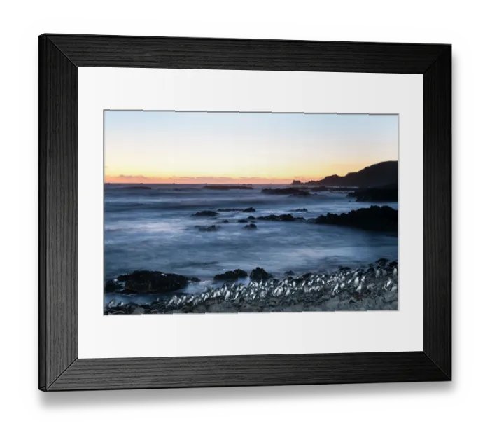 Framed Print : Fairy penguin (Eudyptula minor) colony coming ashore after dusk to reach breeding site, Phillip Island Nature Park, Victoria, Australia Framed Print : Fairy penguin (Eudyptula minor) colony coming ashore after dusk to reach breeding site, Phillip Island Nature Park, Victoria, Australia