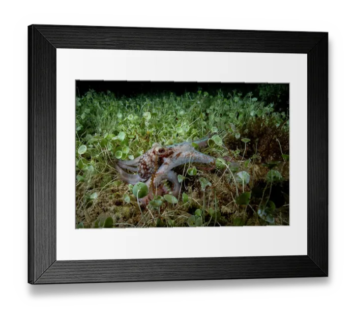 Framed Print : Caribbean reef octopus (Octopus briareus) moving over Mermaid's wine glass (Acetabularia acetabulum) on seabed, hunting at night, Seahorse National Park, Bahamas, Caribbean Sea Framed Print : Caribbean reef octopus (Octopus briareus) moving over Mermaid's wine glass (Acetabularia acetabulum) on seabed, hunting at night, Seahorse National Park, Bahamas, Caribbean Sea