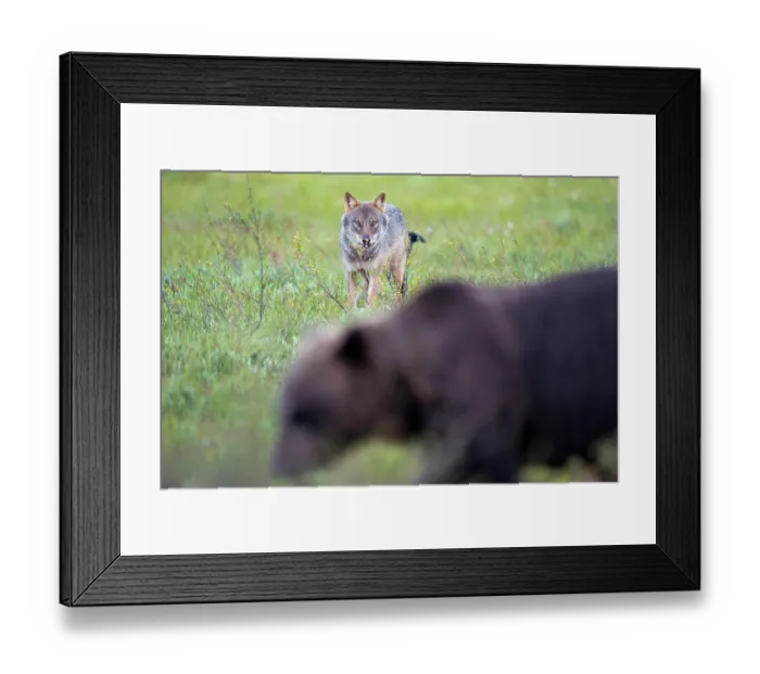 Framed Print : Eurasian wolf (Canis lupus) standing in grassland watching an Eurasian brown bear (Ursus arctos), Kuikka camp, Kuhmo, Finland. August Framed Print : Eurasian wolf (Canis lupus) standing in grassland watching an Eurasian brown bear (Ursus arctos), Kuikka camp, Kuhmo, Finland. August