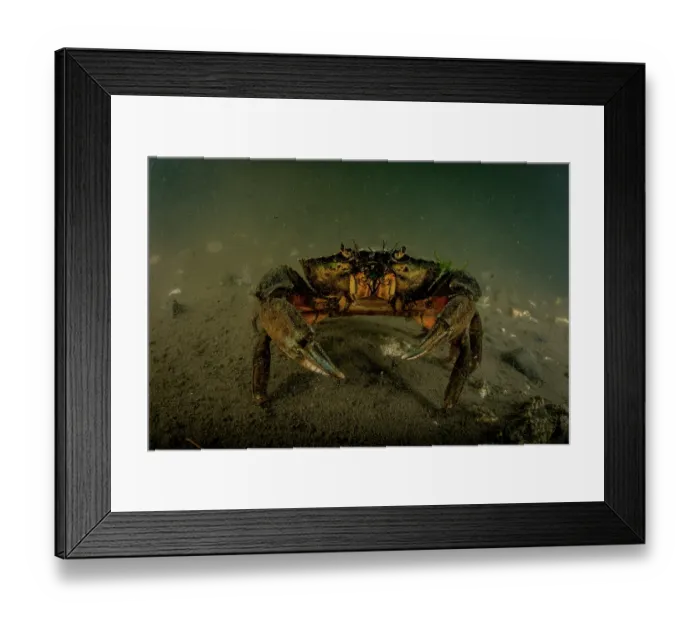 Framed Print : European green crab (Carcinus maenas) on the seabed, Sooke, Vancouver Island, British Columbia, Canada, Pacific Ocean Framed Print : European green crab (Carcinus maenas) on the seabed, Sooke, Vancouver Island, British Columbia, Canada, Pacific Ocean