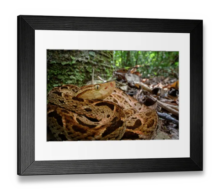 Framed Print : Fer-de-lance (Bothrops asper) resting in leaf litter on the rainforest floor, Boca Tapada region, Costa Rica Framed Print : Fer-de-lance (Bothrops asper) resting in leaf litter on the rainforest floor, Boca Tapada region, Costa Rica