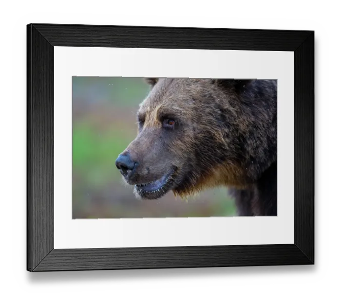 Framed Print : Eurasian brown bear (Ursus arctos) head portrait, Kuikka camp, Kuhmo, Finland. August Framed Print : Eurasian brown bear (Ursus arctos) head portrait, Kuikka camp, Kuhmo, Finland. August