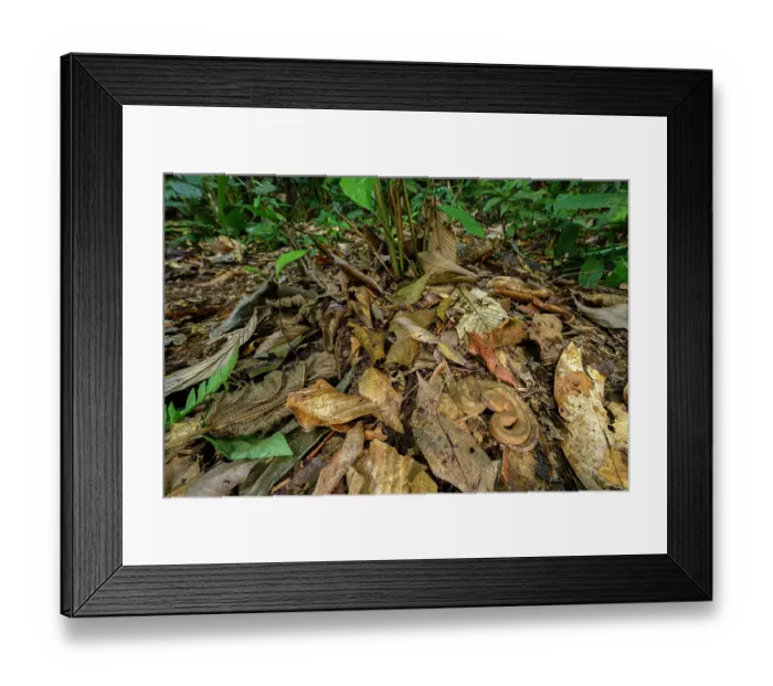 Framed Print : Hog-nosed pit viper (Porthidium nasutum) camouflaged in leaf litter on the rainforest floor, Boca Tapada region, Costa Rica Framed Print : Hog-nosed pit viper (Porthidium nasutum) camouflaged in leaf litter on the rainforest floor, Boca Tapada region, Costa Rica
