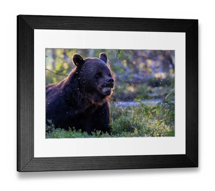 Framed Print : Eurasian brown bear (Ursus arctos) resting in the forest, Kuikka camp, Kuhmo, Finland. August Framed Print : Eurasian brown bear (Ursus arctos) resting in the forest, Kuikka camp, Kuhmo, Finland. August