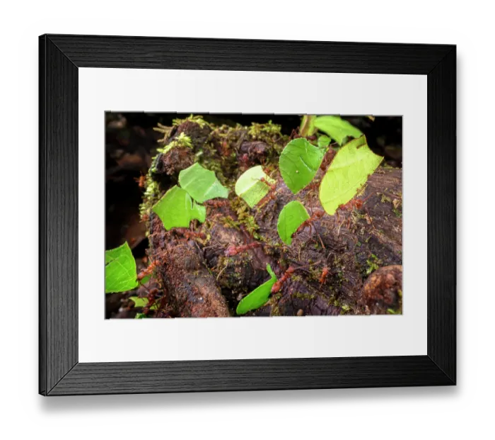 Framed Print : Leaf-cutter ants (Atta sp. or Acromyrmex sp.) carrying leaf fragments to the colony in lowland rainforest, Piedras Blancas National Park, near Osa Peninsula, Costa Rica Framed Print : Leaf-cutter ants (Atta sp. or Acromyrmex sp.) carrying leaf fragments to the colony in lowland rainforest, Piedras Blancas National Park, near Osa Peninsula, Costa Rica