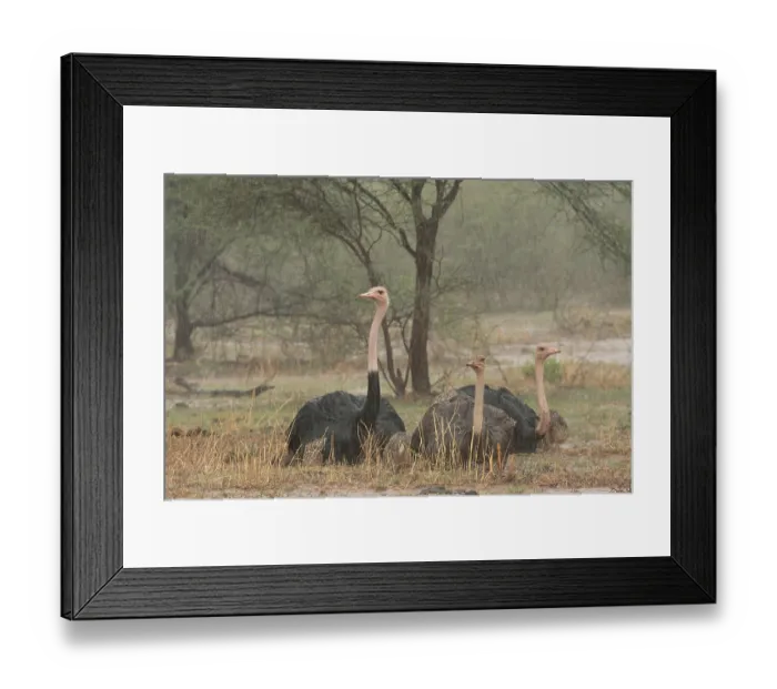 Framed Print : Three Masai ostriches (Struthio camelus massaicus) two males and female, resting on ground during thunderstorm with chicks sheltering under wings of adults Framed Print : Three Masai ostriches (Struthio camelus massaicus) two males and female, resting on ground during thunderstorm with chicks sheltering under wings of adults