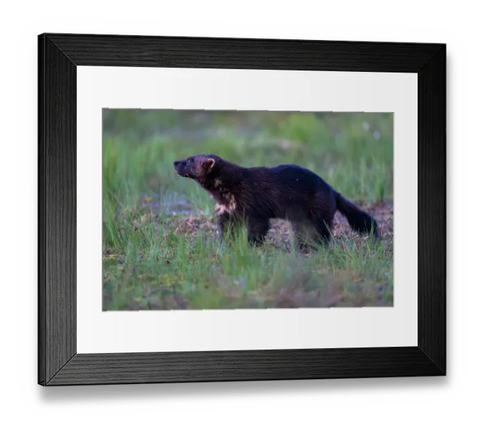 Framed Print : Wolverine (Gulo gulo) standing in grassland, Kuikka camp, Kuhmo, Finland. August Framed Print : Wolverine (Gulo gulo) standing in grassland, Kuikka camp, Kuhmo, Finland. August
