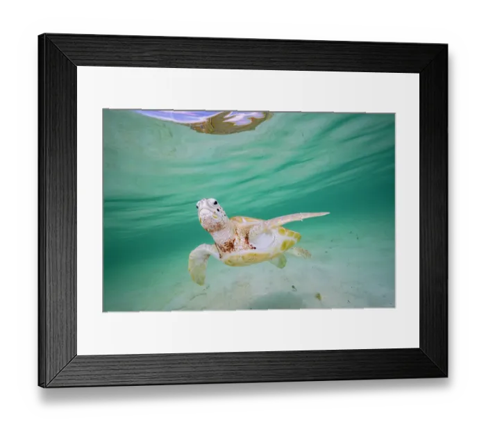 Framed Print : Green sea turtle (Chelonia mydas) swimming over sandy seabed in shallow water, Eleuthera, Bahamas, Caribbean Sea. Endangered Framed Print : Green sea turtle (Chelonia mydas) swimming over sandy seabed in shallow water, Eleuthera, Bahamas, Caribbean Sea. Endangered