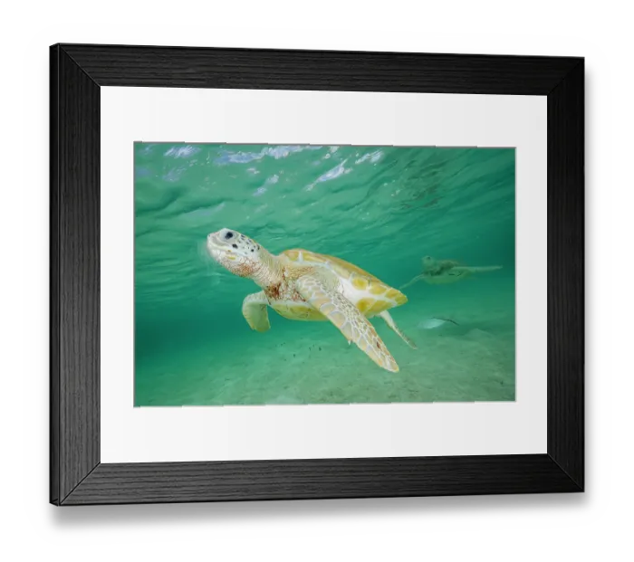 Framed Print : Two Green sea turtles (Chelonia mydas) swimming over sandy seabed in shallow water, Eleuthera, Bahamas, Caribbean Sea. Endangered Framed Print : Two Green sea turtles (Chelonia mydas) swimming over sandy seabed in shallow water, Eleuthera, Bahamas, Caribbean Sea. Endangered