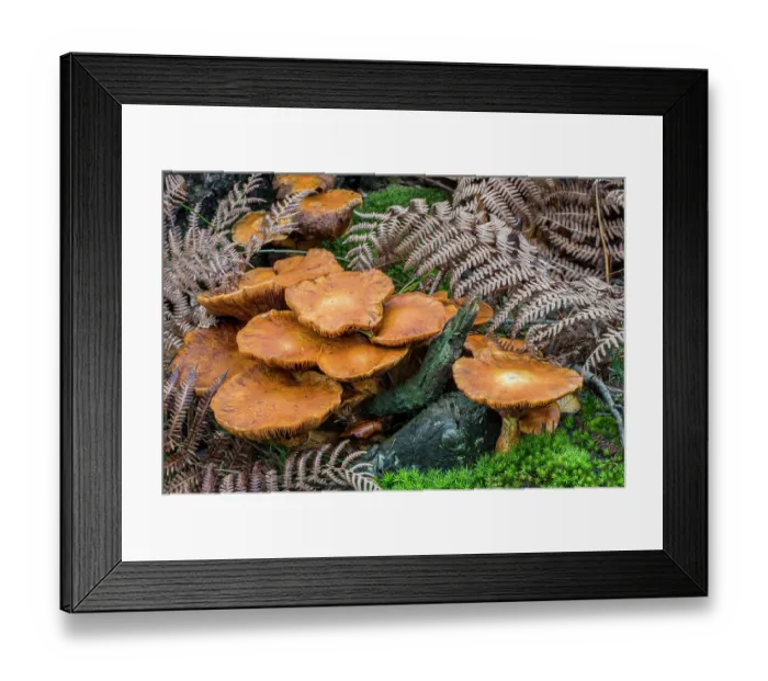 Framed Print : Spectacular rustgill mushrooms (Gymnopilus junonius) growing on forest floor in autumn, Flanders, Belgium. October Framed Print : Spectacular rustgill mushrooms (Gymnopilus junonius) growing on forest floor in autumn, Flanders, Belgium. October