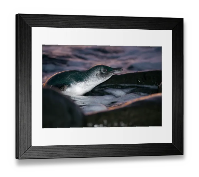 Framed Print : Fairy penguin (Eudyptula minor) coming ashore after dusk to reach breeding site, Phillip Island Nature Park, Victoria, Australia Framed Print : Fairy penguin (Eudyptula minor) coming ashore after dusk to reach breeding site, Phillip Island Nature Park, Victoria, Australia