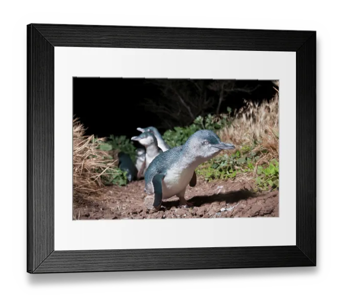 Framed Print : Fairy penguin (Eudyptula minor) colony making their way towards nesting burrows at night, Phillip Island Nature Park, Victoria, Australia Framed Print : Fairy penguin (Eudyptula minor) colony making their way towards nesting burrows at night, Phillip Island Nature Park, Victoria, Australia
